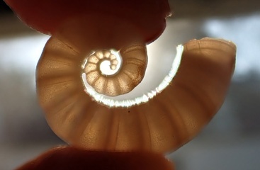 P4041461a